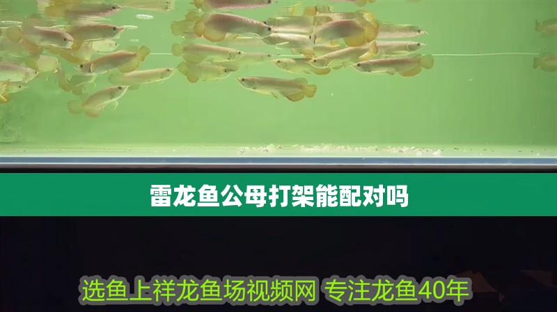 雷龍魚公母打架能配對嗎