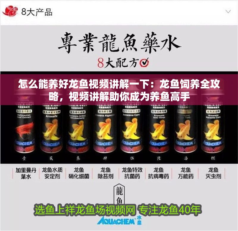 怎么能養好龍魚視頻講解一下：龍魚飼養全攻略，視頻講解助你成為養魚高手