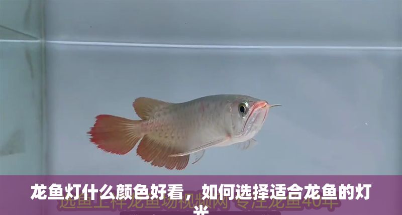 龍魚燈什么顏色好看，如何選擇適合龍魚的燈光