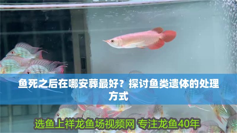 魚死之后在哪安葬最好？探討魚類遺體的處理方式