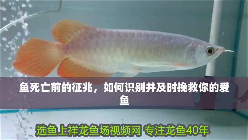 魚死亡前的征兆，如何識別并及時挽救你的愛魚
