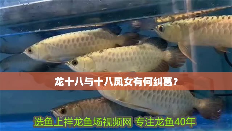 龍十八與十八鳳女有何糾葛？