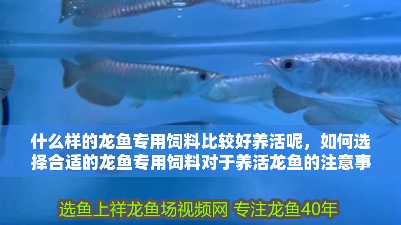 什么樣的龍魚專用飼料比較好養活呢，如何選擇合適的龍魚專用飼料對于養活龍魚的注意事項