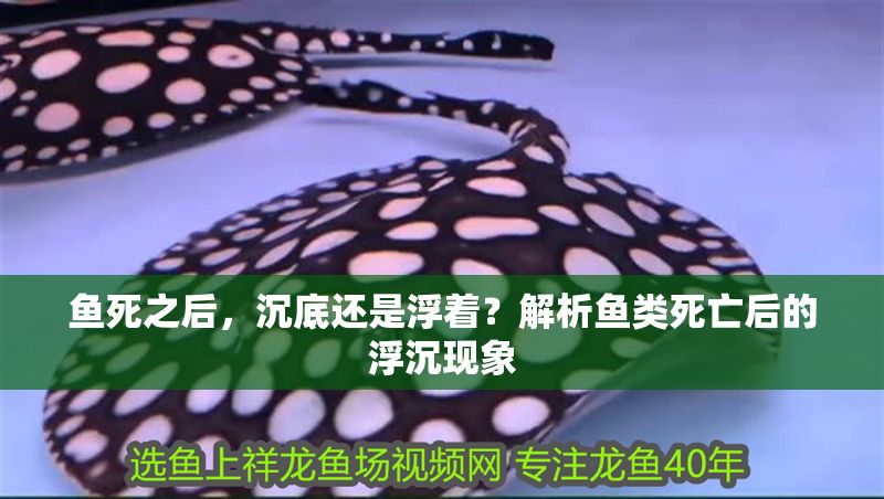 魚死之后，沉底還是浮著？解析魚類死亡后的浮沉現象