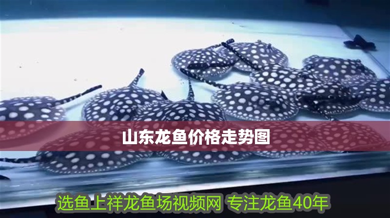 山東龍魚價格走勢圖