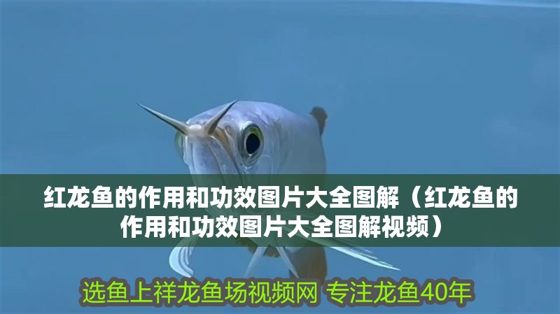 紅龍魚(yú)的作用和功效圖片大全圖解（紅龍魚(yú)的作用和功效圖片大全圖解視頻）