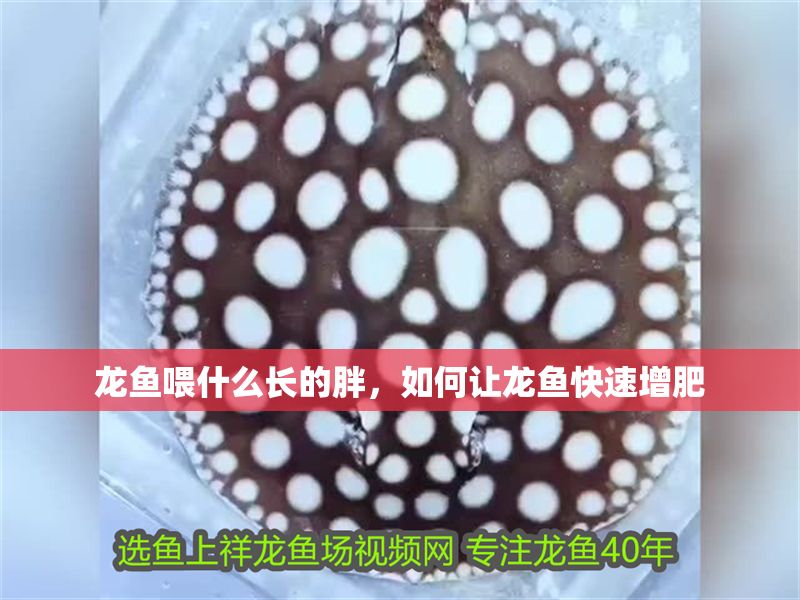 龍魚喂什么長的胖，如何讓龍魚快速增肥