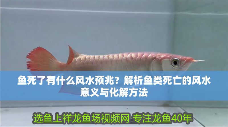 魚死了有什么風(fēng)水預(yù)兆？解析魚類死亡的風(fēng)水意義與化解方法