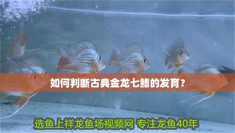 如何判斷古典金龍七鰭的發(fā)育？
