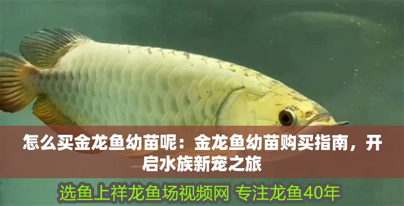 怎么買金龍魚幼苗呢：金龍魚幼苗購買指南，開啟水族新寵之旅