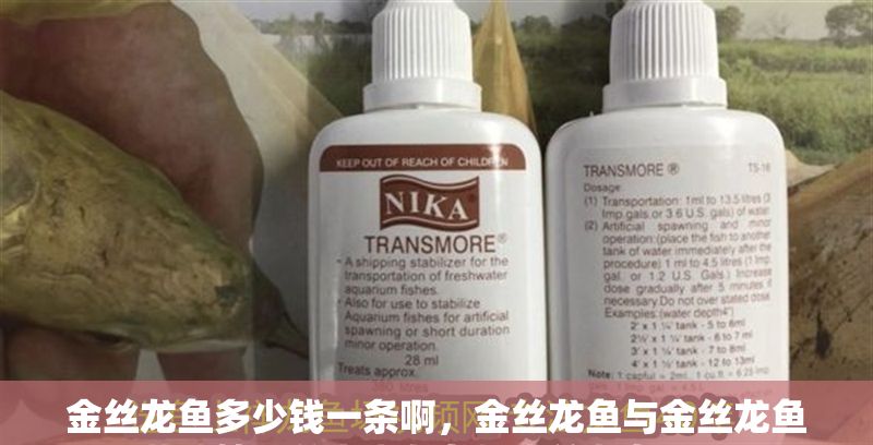 金絲龍魚多少錢一條啊，金絲龍魚與金絲龍魚養(yǎng)殖技巧分享金龍魚與金絲龍魚區(qū)別