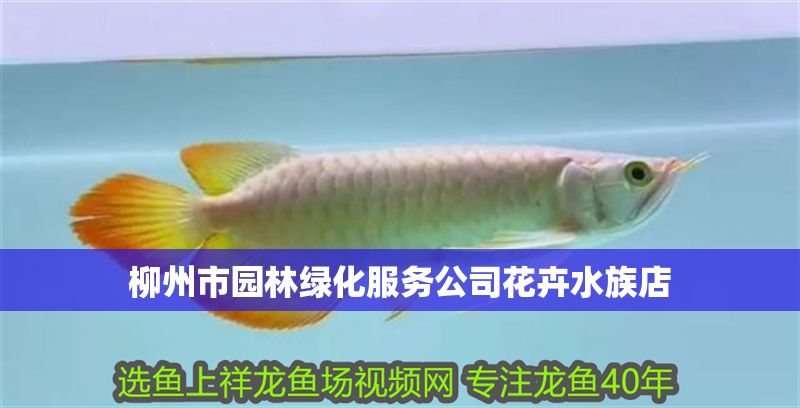柳州市園林綠化服務公司花卉水族店 柳州市園林綠化服務公司花卉水族店 全國水族館企業名錄 第1張
