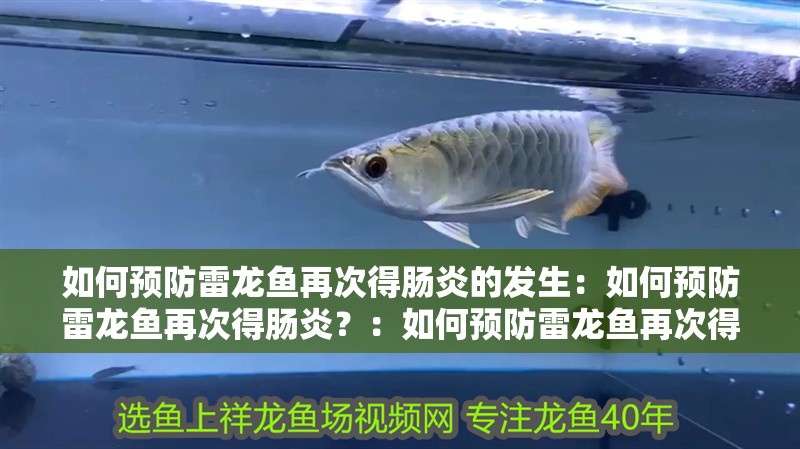 如何預防雷龍魚再次得腸炎的發生：如何預防雷龍魚再次得腸炎？：如何預防雷龍魚再次得腸炎