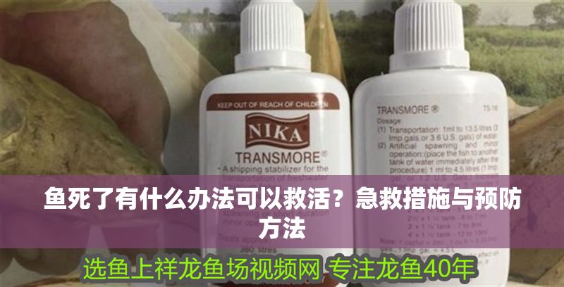 魚死了有什么辦法可以救活？急救措施與預防方法