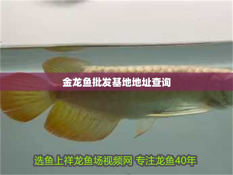 金龍魚批發(fā)基地地址查詢