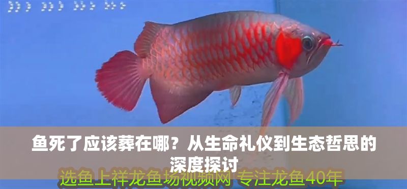 魚死了應該葬在哪？從生命禮儀到生態哲思的深度探討