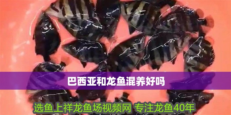 巴西亞和龍魚混養好嗎