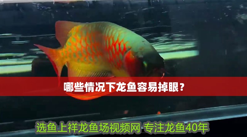 哪些情況下龍魚容易掉眼？
