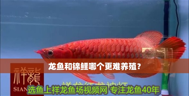 龍魚和錦鯉哪個更難養殖？