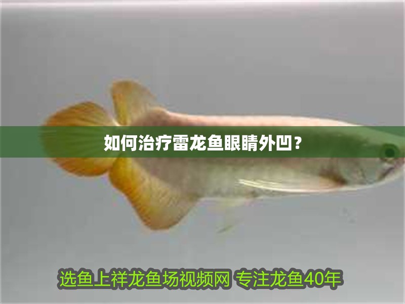 魚缸過濾器選購指南:自制魚缸過濾器魚缸上置過濾器對于養魚愛好者的必備知識 如何治療雷龍魚眼睛外凹? 龍魚百科 如何治療雷龍魚眼睛外凹? 如何治療雷龍魚眼睛外凹? 龍魚百科