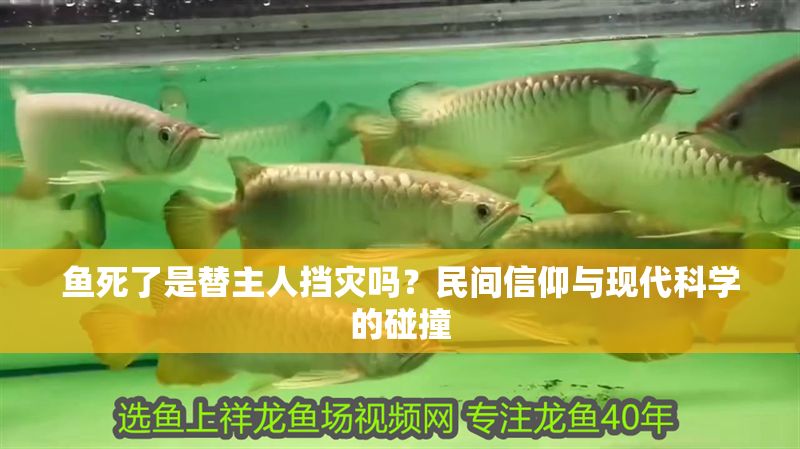 魚死了是替主人擋災嗎？民間信仰與現代科學的碰撞