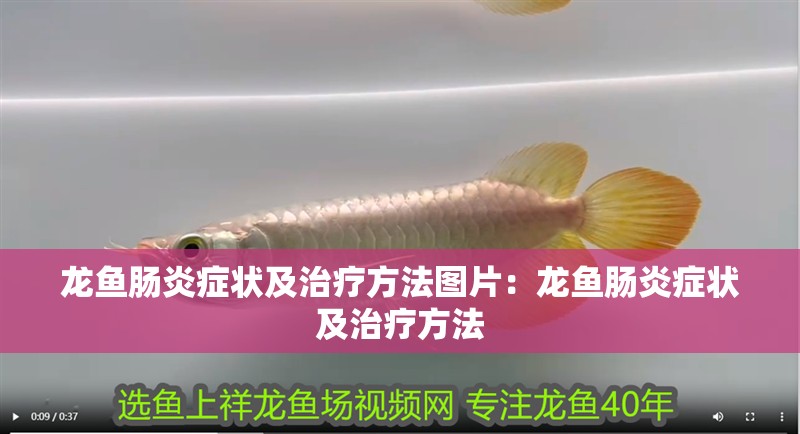 龍魚腸炎癥狀及治療方法圖片：龍魚腸炎癥狀及治療方法
