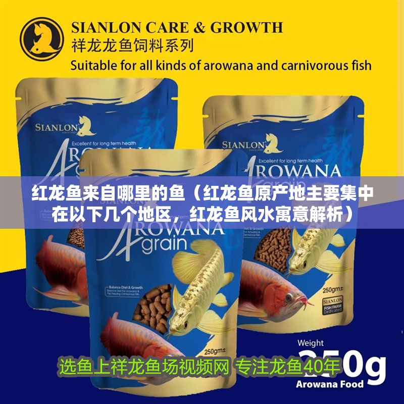 紅龍魚來自哪里的魚（紅龍魚原產地主要集中在以下幾個地區，紅龍魚風水寓意解析）