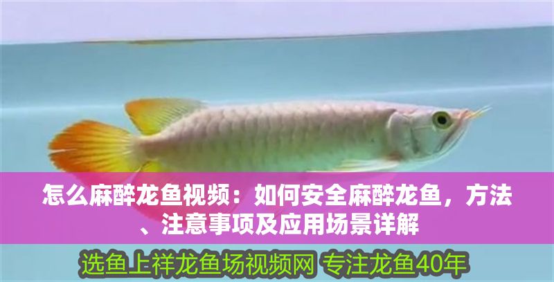 怎么麻醉龍魚視頻：如何安全麻醉龍魚，方法、注意事項(xiàng)及應(yīng)用場景詳解