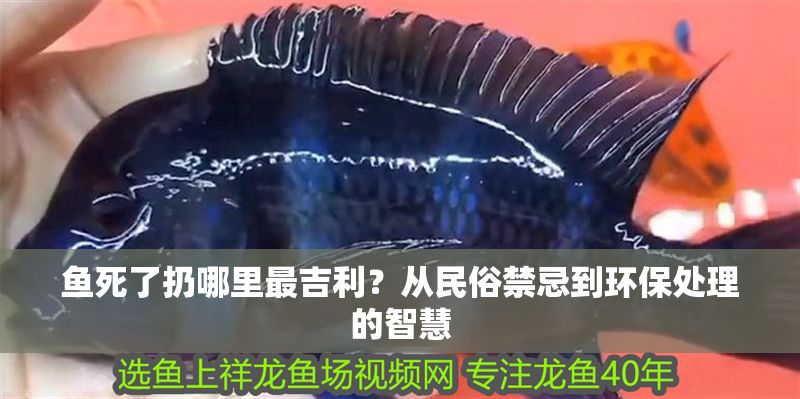 魚死了扔哪里最吉利？從民俗禁忌到環保處理的智慧 魚死了扔哪里最吉利？從民俗禁忌到環保處理的智慧 龍魚百科 第1張