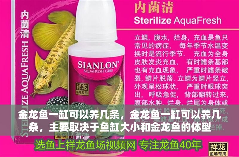 金龍魚(yú)一缸可以養(yǎng)幾條，金龍魚(yú)一缸可以養(yǎng)幾條，主要取決于魚(yú)缸大小和金龍魚(yú)的體型 金龍魚(yú)一缸可以養(yǎng)幾條，金龍魚(yú)一缸可以養(yǎng)幾條，主要取決于魚(yú)缸大小和金龍魚(yú)的體型 龍魚(yú)百科 第2張