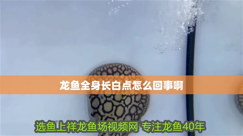龍魚全身長白點怎么回事啊