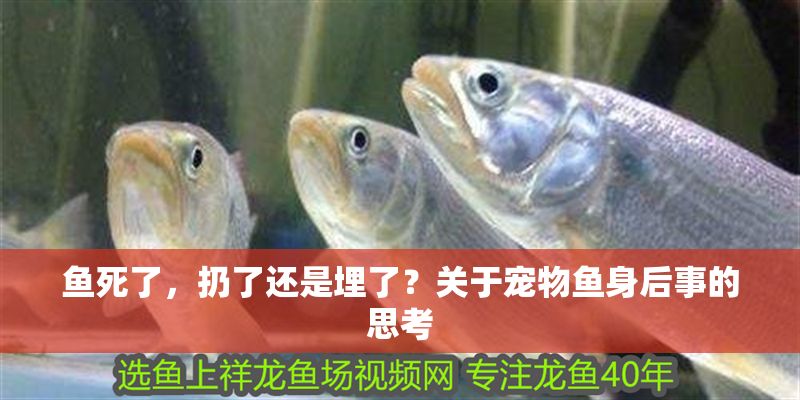 魚死了，扔了還是埋了？關于寵物魚身后事的思考