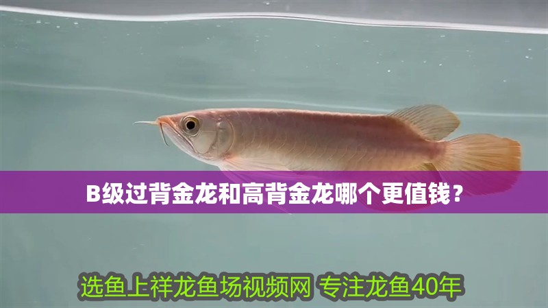 B級過背金龍和高背金龍哪個更值錢？