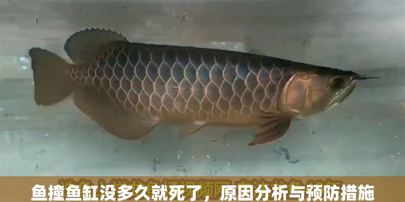 魚撞魚缸沒多久就死了，原因分析與預防措施，魚撞魚缸后死亡的原因解析及有效預防方法