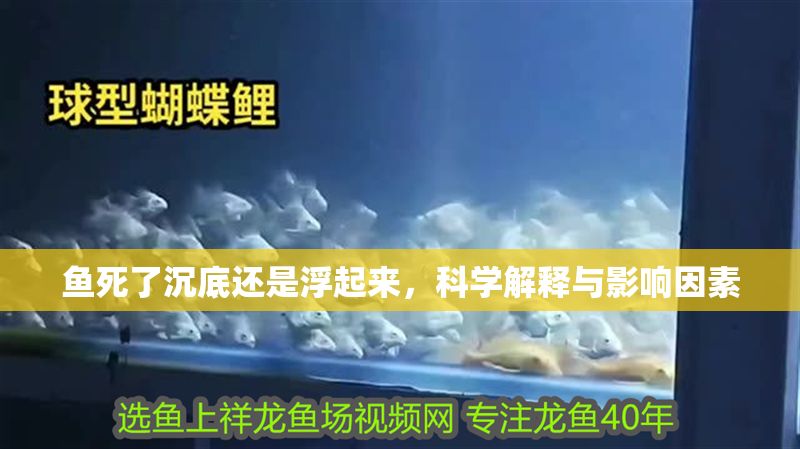 魚死了沉底還是浮起來，科學解釋與影響因素