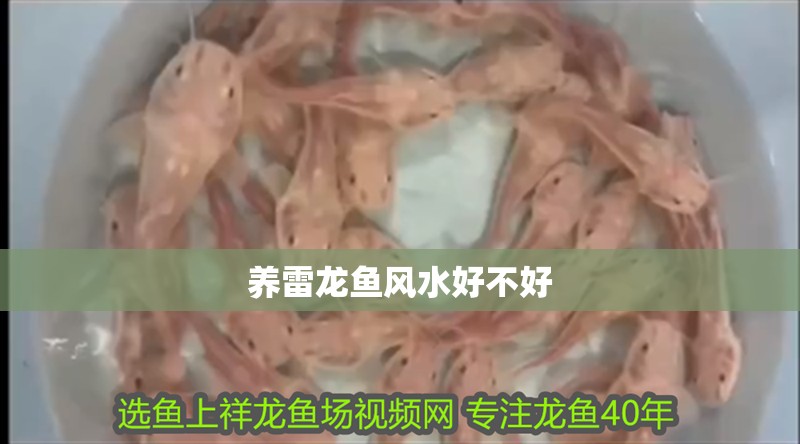 養雷龍魚風水好不好