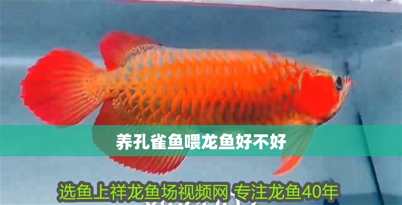養孔雀魚喂龍魚好不好 養孔雀魚喂龍魚好不好 龍魚百科