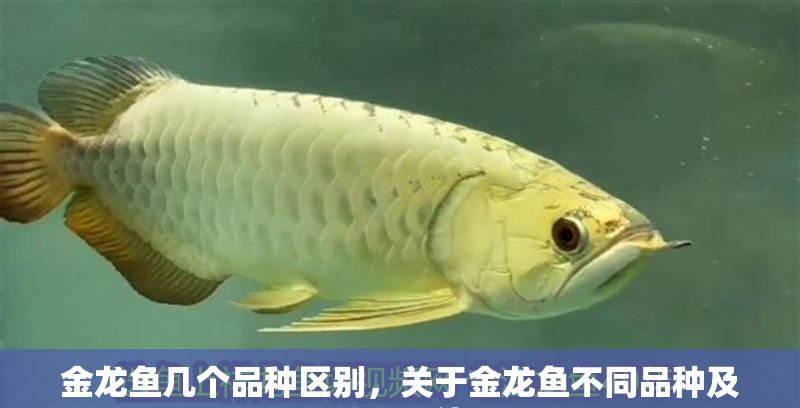 金龍魚幾個品種區別，關于金龍魚不同品種及其特點的信息