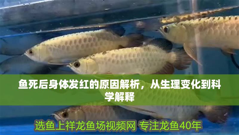 魚死后身體發紅的原因解析，從生理變化到科學解釋