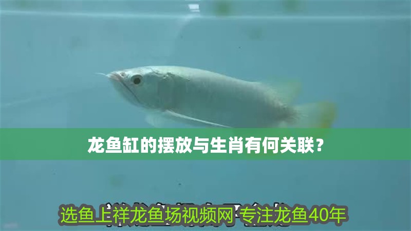 龍魚缸的擺放與生肖有何關聯？
