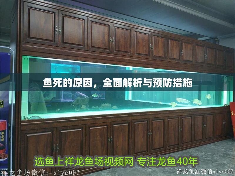 魚死的原因，全面解析與預(yù)防措施