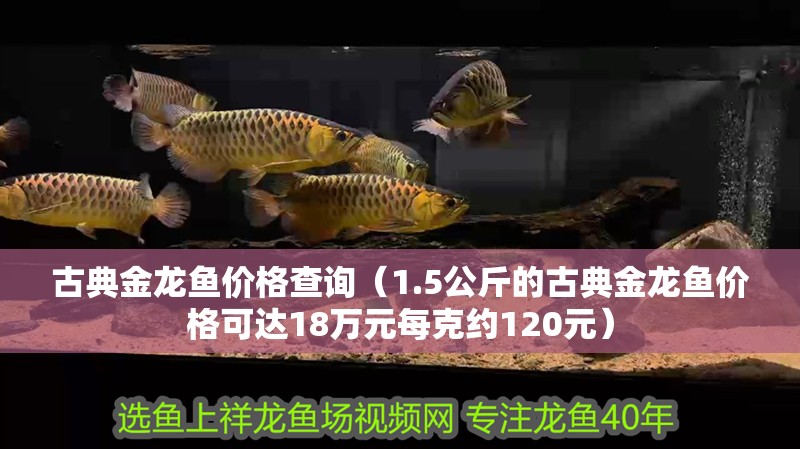 古典金龍魚價格查詢（1.5公斤的古典金龍魚價格可達18萬元每克約120元）