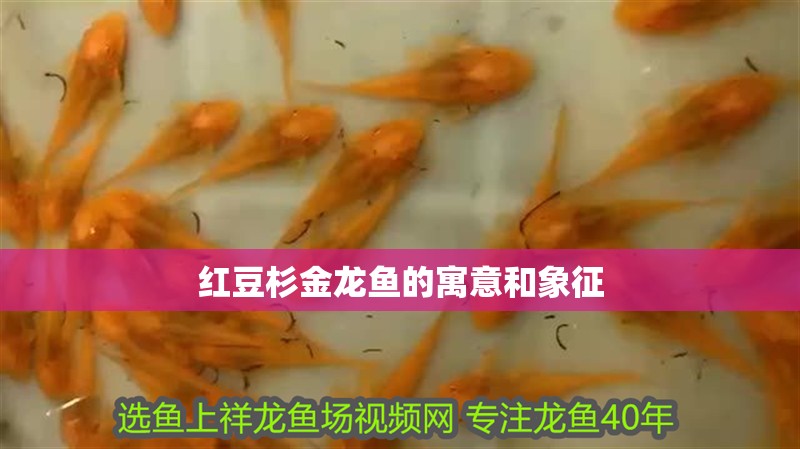 紅豆杉金龍魚的寓意和象征