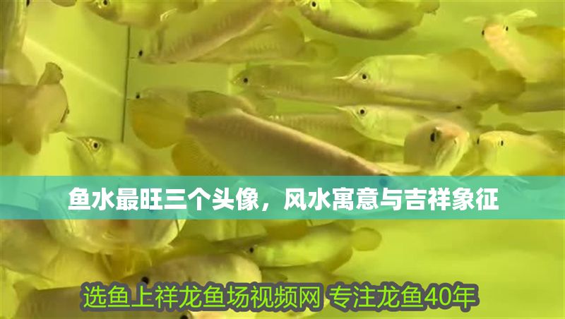 魚水最旺三個頭像，風水寓意與吉祥象征