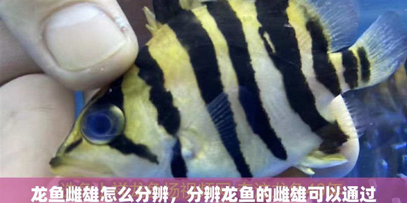 龍魚雌雄怎么分辨，分辨龍魚的雌雄可以通過觀察以下幾個方面來進行分辨