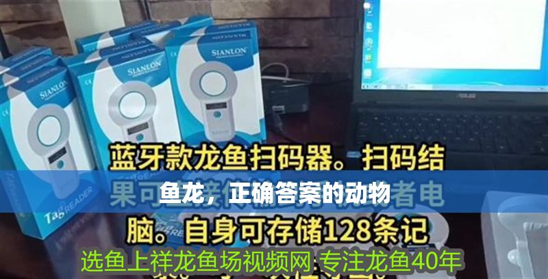 魚龍，正確答案的動物