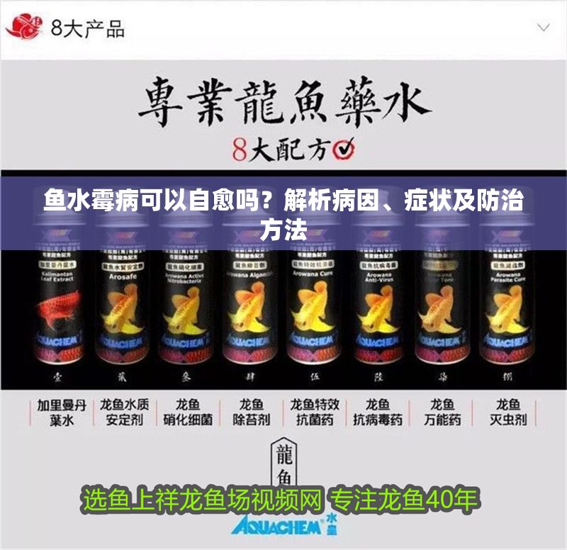 魚水霉病可以自愈嗎？解析病因、癥狀及防治方法