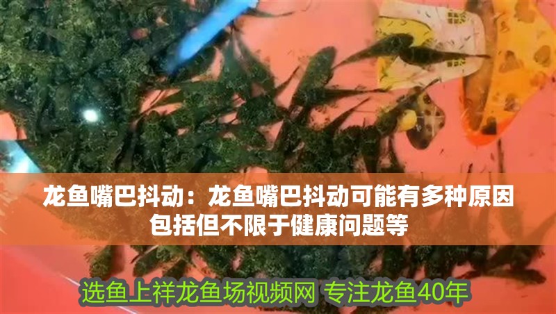 龍魚嘴巴抖動：龍魚嘴巴抖動可能有多種原因包括但不限于健康問題等 龍魚嘴巴抖動：龍魚嘴巴抖動可能有多種原因包括但不限于健康問題等 龍魚百科