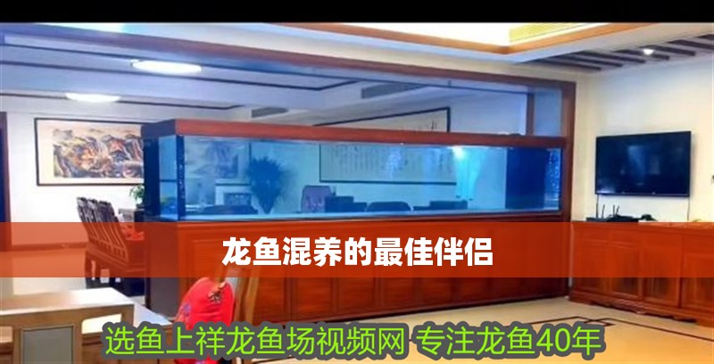 龍魚混養(yǎng)的最佳伴侶 龍魚混養(yǎng)的最佳伴侶 龍魚百科