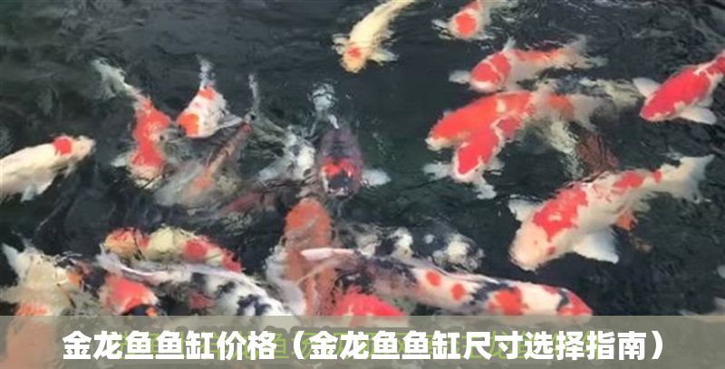 金龍魚魚缸價格（金龍魚魚缸尺寸選擇指南）